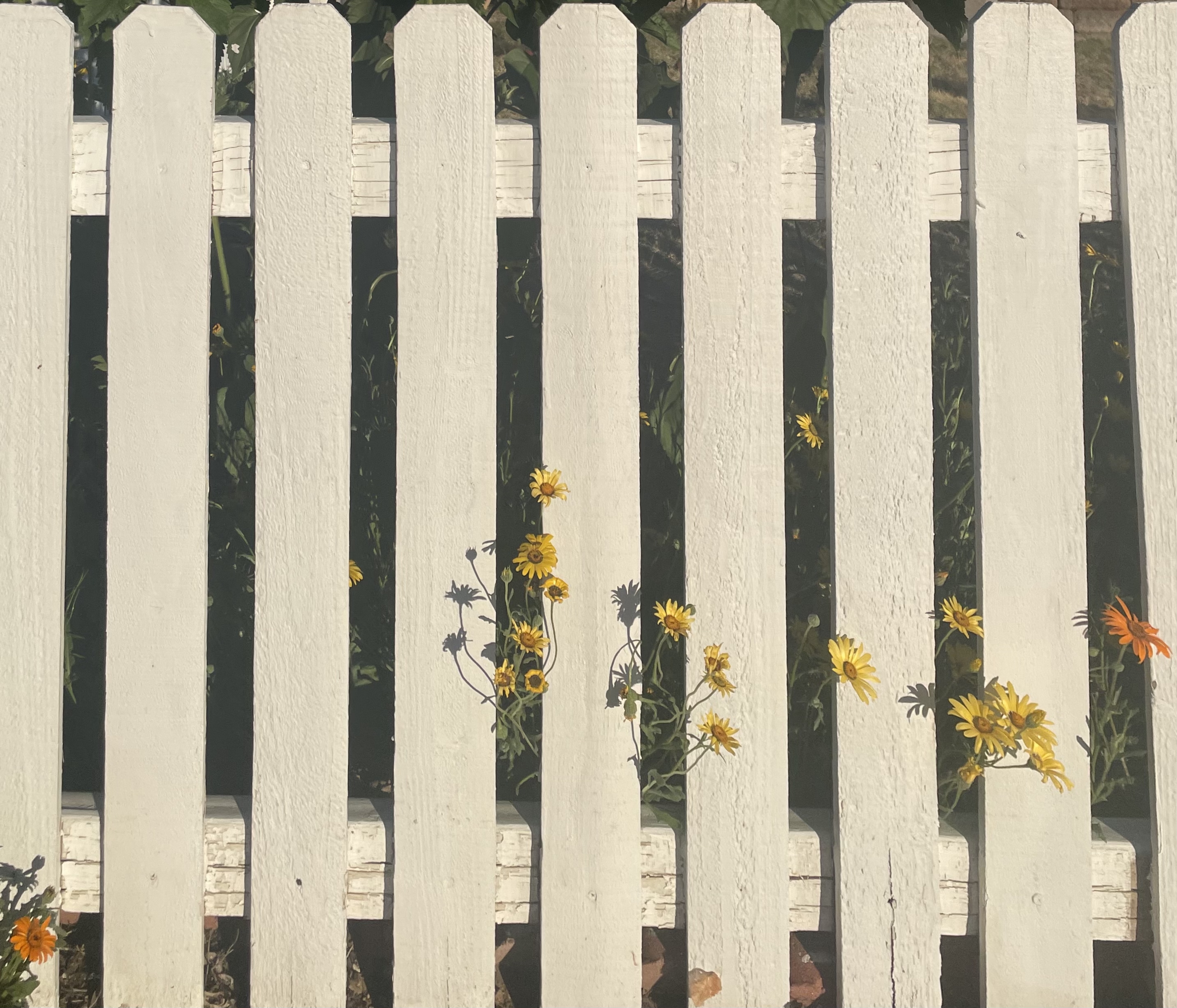 White picket fence with yellow wildflowers — a Phoenix neighborhood
